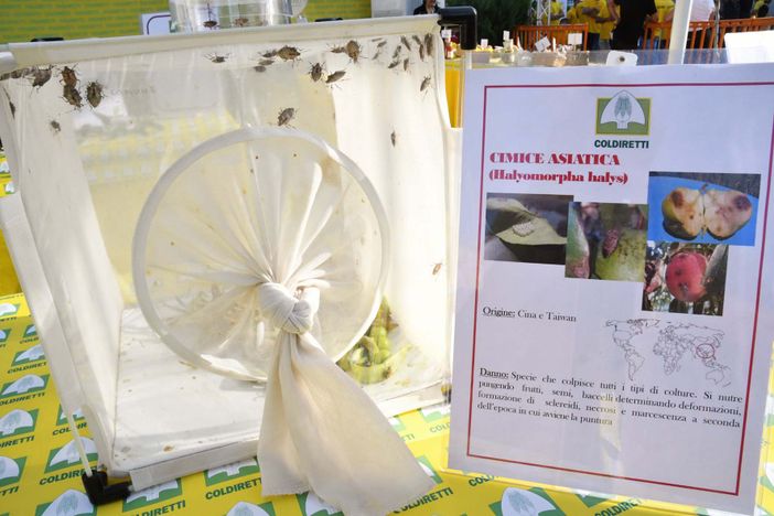 I danni della cimice asiatica mostrati nella manifestazione Coldiretti per chiedere l’arrivo della vespa samurai