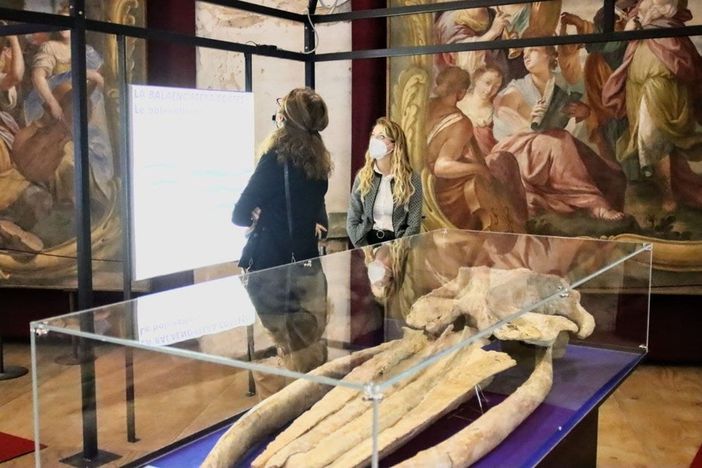 Viviamo in un posto bellissimo pieno di fossili e balene