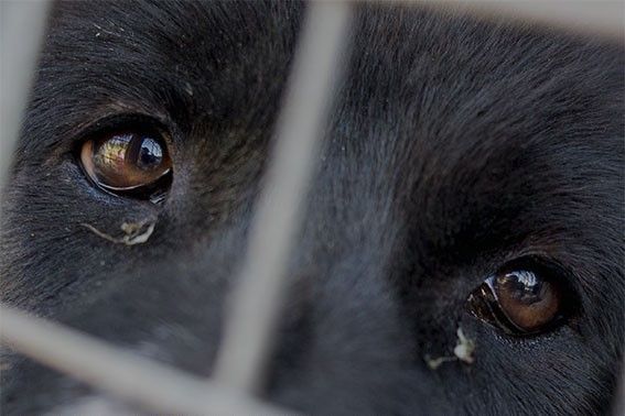 Cane con occhi tristi