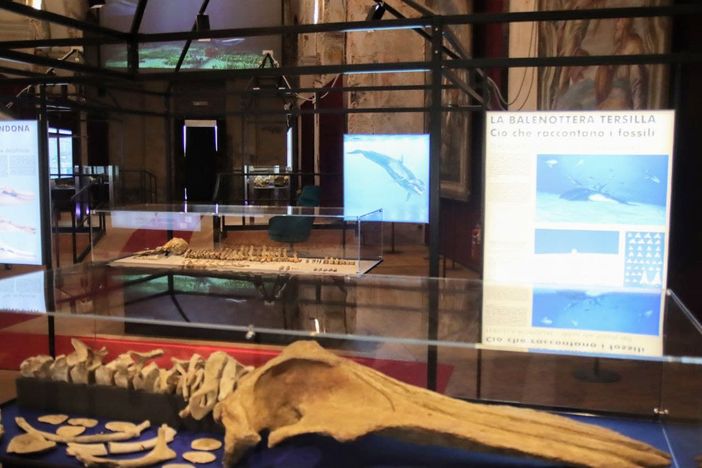 Ricca galleria fotografica a cura di Efrem Zanchettin - MerfePhoto Ricca galleria fotografica a cura di Efrem Zanchettin - MerfePhoto