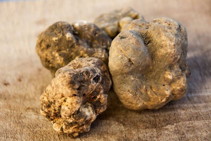 Tartufo nell’Astigiano: viaggio tra uomini, cani, boschi e una fiera