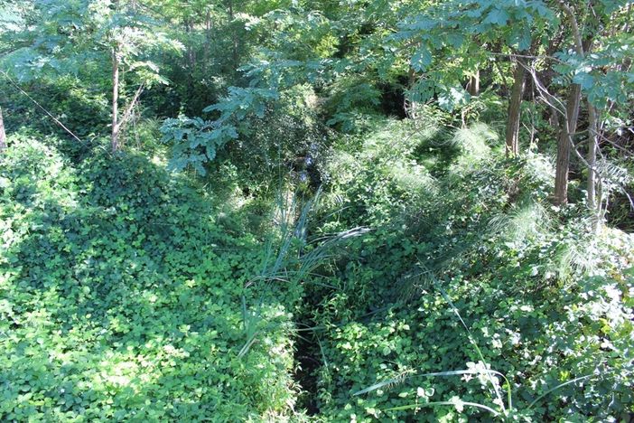 Angela Motta: &quot;Il rio Valmanera è una boscaglia. Il Comune cosa fa?&quot;