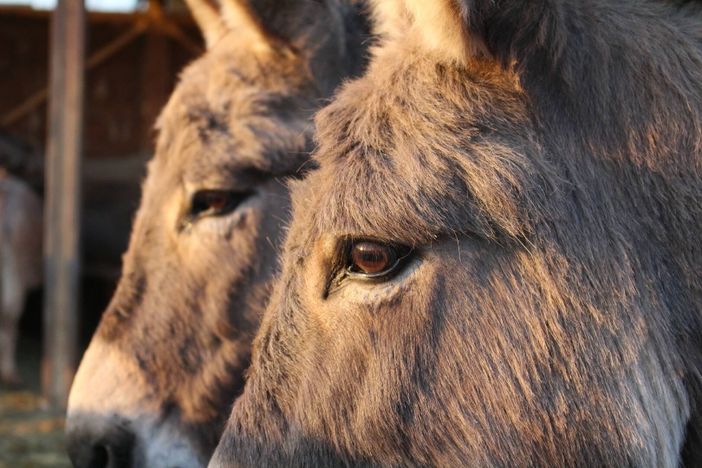 Una delle mete di puntata, gli asinelli di Asintrekking a Quarto Inferiore d'Asti