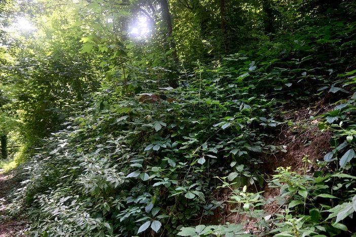 Uno dei sentieri del Bosco dei Partigiani