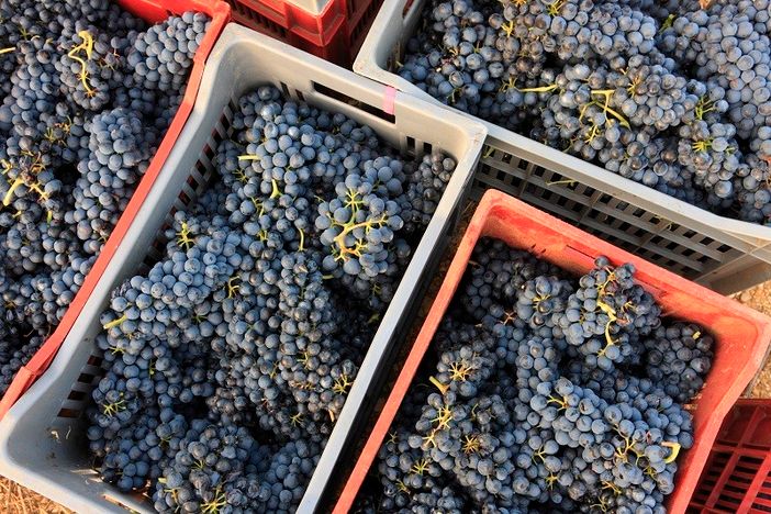 Piemonte: Vino in calo, ma la vendemmia 2019 ottiene 4 stelle Piemonte: Vino in calo, ma la vendemmia 2019 ottiene 4 stelle