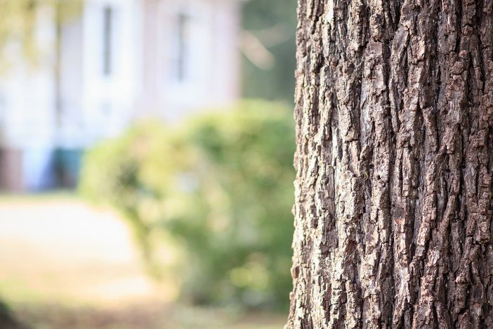 A Costigliole "Un albero per ogni nuovo nato"