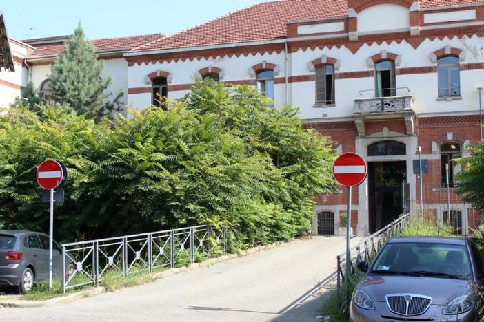 Ailanto all'ex Colli di Felizzano: davanti alla Casa di riposo, lungo il muro di via Bocca e all'Università