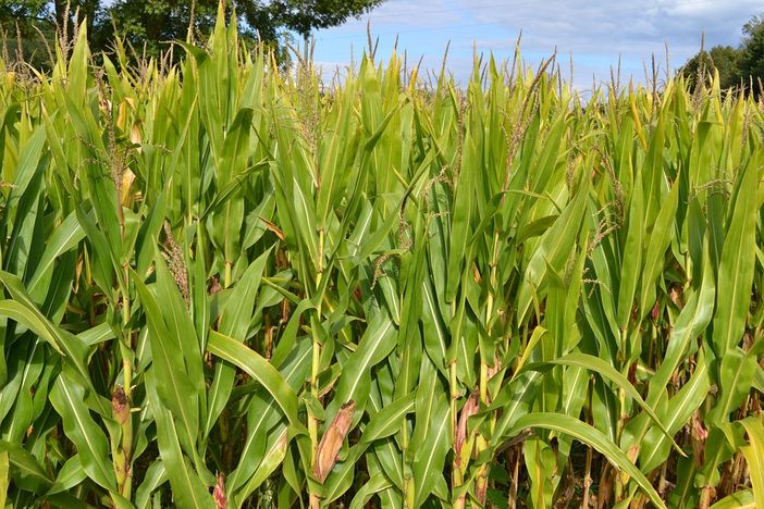 I campi di mais piemontesi assorbono sei milioni di tonnellate di CO2 all’anno