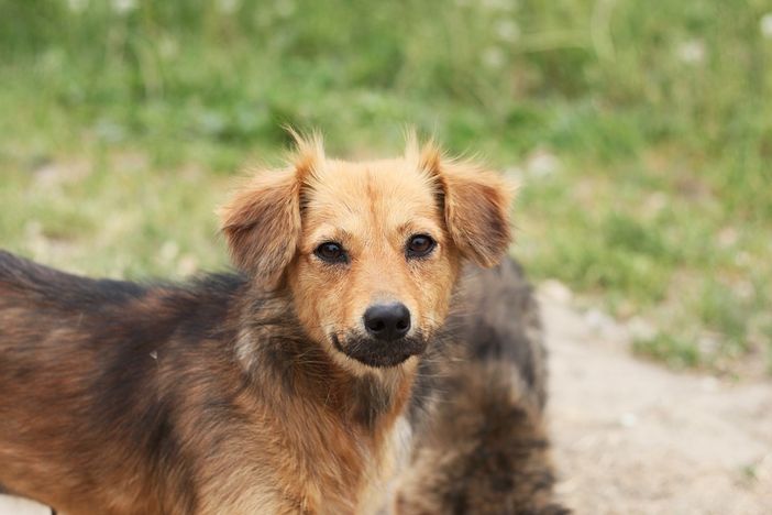 Montiglio Monferrato: cane precipita in un pozzo. Salvato grazie ai Vigili del Fuoco