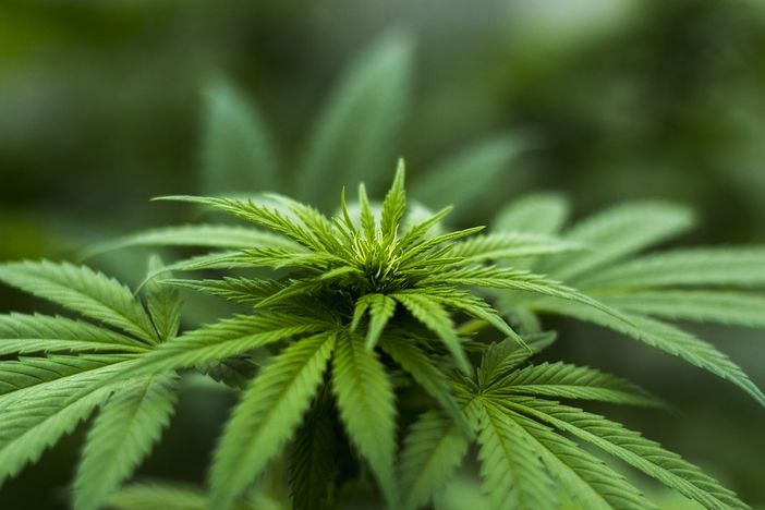 Marijuana medica: fa davvero al caso tuo?