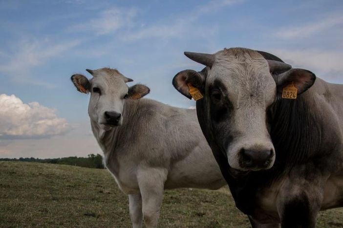 Casa Serra presenta la speciale degustazione “Fassona vs Scottish” Casa Serra presenta la speciale degustazione “Fassona vs Scottish”