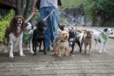 Il Piemonte istituisce il registro dei dog sitter, professione4 sempre più richiesta