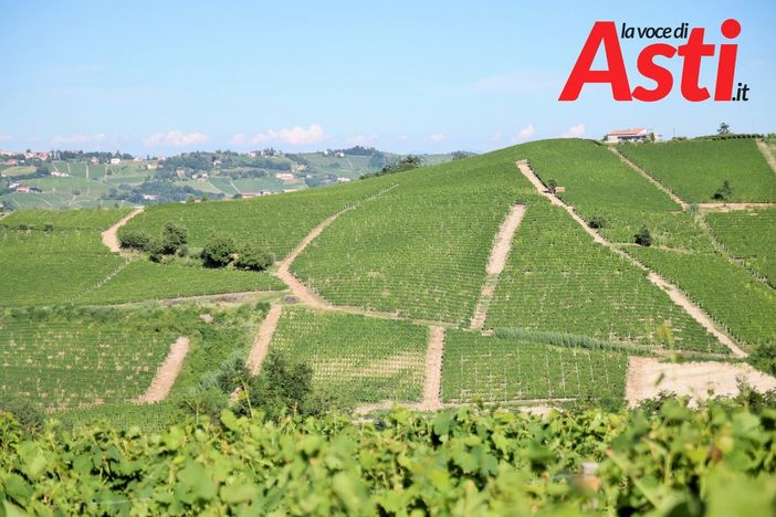 Prossime al via le misure di sostegno alla viticultura piemontese