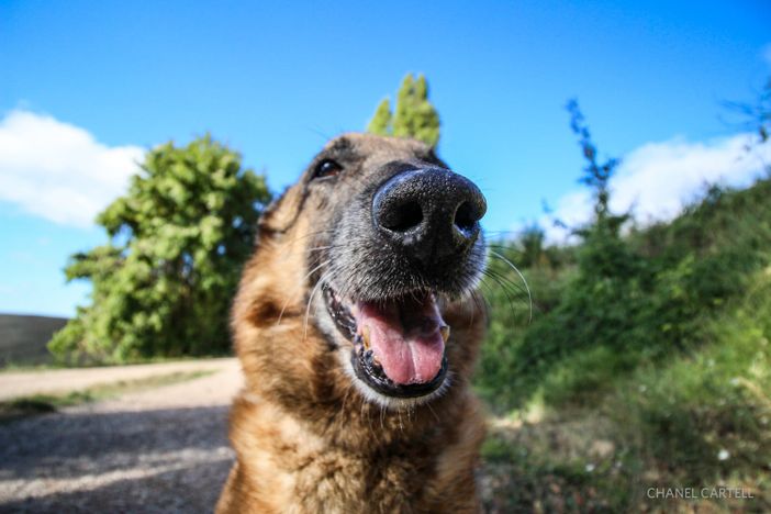Il naso dei cani percepisce il covid Il naso dei cani percepisce il covid