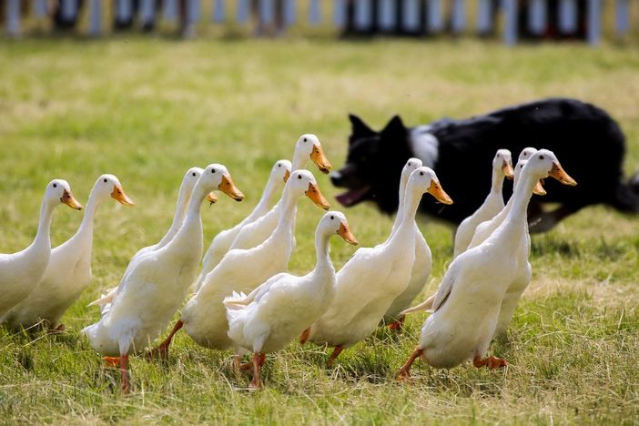 Petsfestival: successo per l’ottava edizione, per la prima volta a Cremona, nel segno della ripartenza