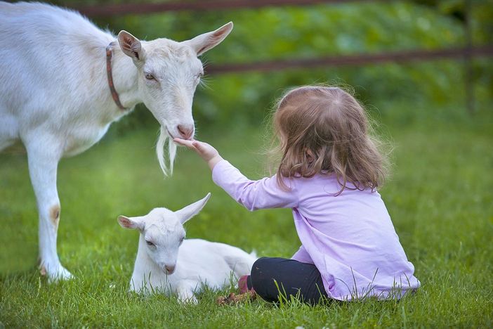 C’è Heidi? No, ma tante caprette sì! C’è Heidi? No, ma tante caprette sì!