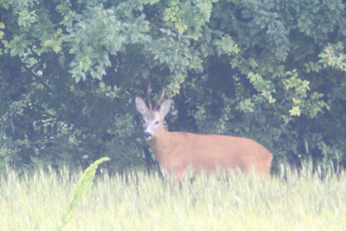 Murgia (Ambito Territoriale Caccia): “La decisione di aprire o chiudere la caccia a specie dannose per le coltivazioni spetta a chi ne ha esperienza diretta”