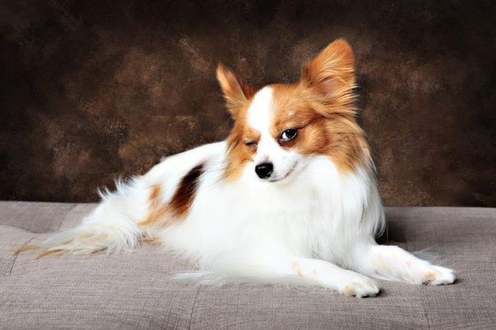 Petsfestival 2021: una fiera dedicata ai cani e alle loro attitudini