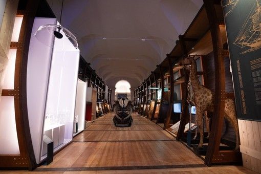 Grande successo per la riapertura del museo di Scienze naturali di Torino (foto: Simone Benso) Grande successo per la riapertura del museo di Scienze naturali di Torino (foto: Simone Benso)