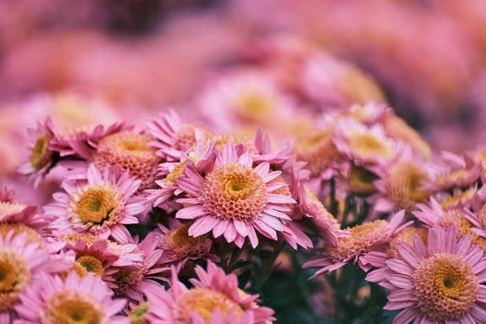 Ognissanti: dal 27 ottobre al primo novembre il mercato dei fiori in piazza del Palio