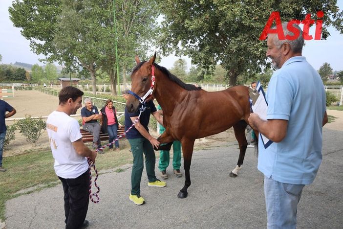 Uno dei cavalli sottoposti a visita nel corso della giornata di oggi
