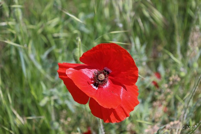 Ph Merfephoto Ph Merfephoto