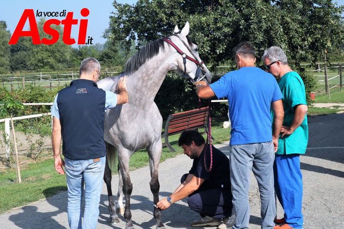 Palio, si entra nel vivo: le visite veterinarie