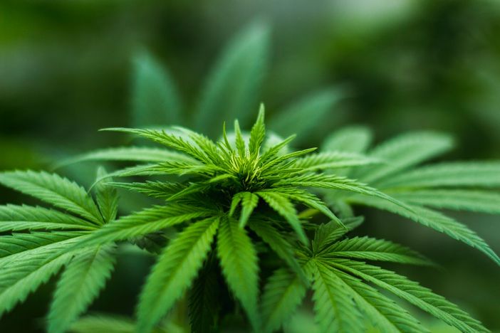 La canapa legale è per forza una sativa?