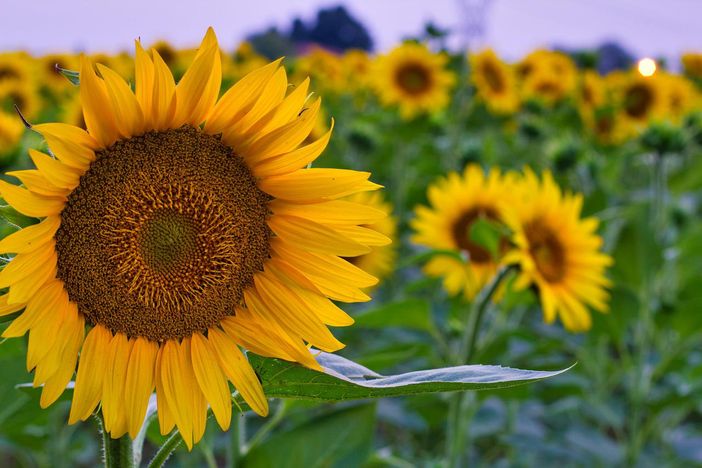 Weekend di Ferragosto: cosa fare in questi tre giorni tra Asti e dintorni? Weekend di Ferragosto: cosa fare in questi tre giorni tra Asti e dintorni?