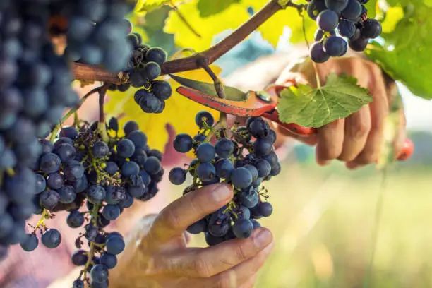 Vendemmia 2024: per Coldiretti un’ottima annata preannunciata e confermata Vendemmia 2024: per Coldiretti un’ottima annata preannunciata e confermata