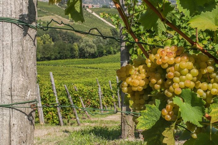 Confagricoltura: &quot;Le prospettive di sanzioni alla Russia mettono a rischio il mercato dell’Asti Spumante&quot;