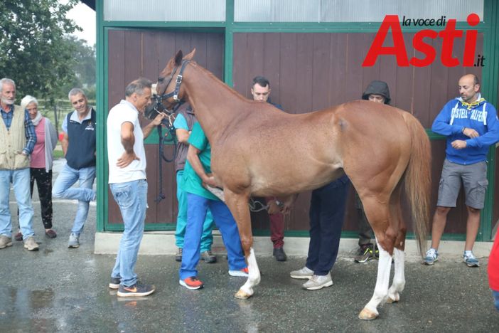 Palio di Asti: da domani al via le visite veterinarie