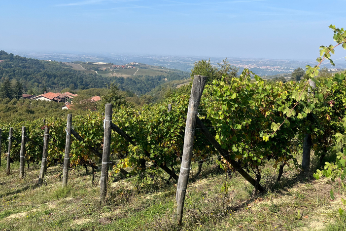 Vendemmia 2025: qualità in crescita tra DOC e DOCG piemontesi