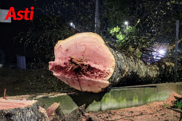 Il tronco di uno dei platani abbattuti Il tronco di uno dei platani abbattuti