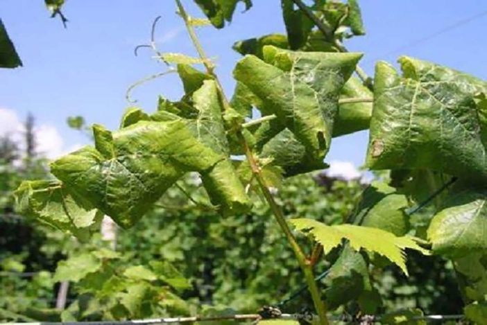 Flavescenza dorata della vite: operativo il tavolo tecnico regionale per l'emergenza