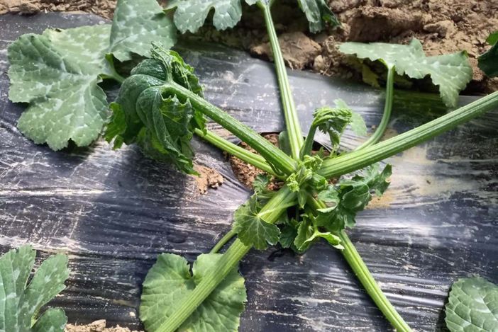 Zucchini in un campo a Castelnuovo Don Bosco danneggiati dal gelo