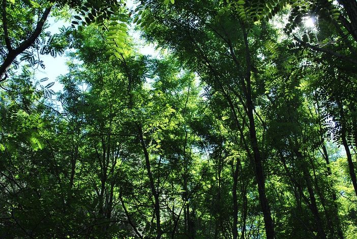 Festa dell’Albero 2019: da domani piantumazioni contro l’emergenza climatica