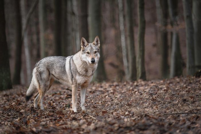 Protezione dai lupi, dal Piemonte un bando per gli agricoltori a difesa del bestiame