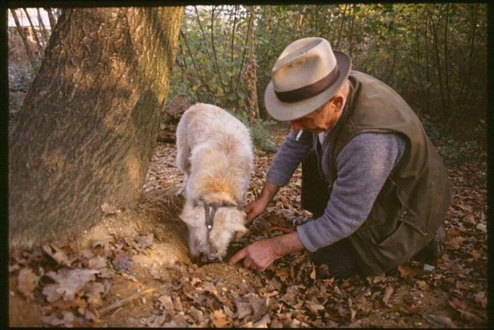 Il cambiamento climatico posticipa la raccolta dei tartufi: nel 2024 al via il primo di ottobre Il cambiamento climatico posticipa la raccolta dei tartufi: nel 2024 al via il primo di ottobre
