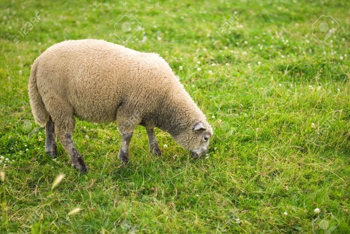 Immagine di repertorio Immagine di repertorio