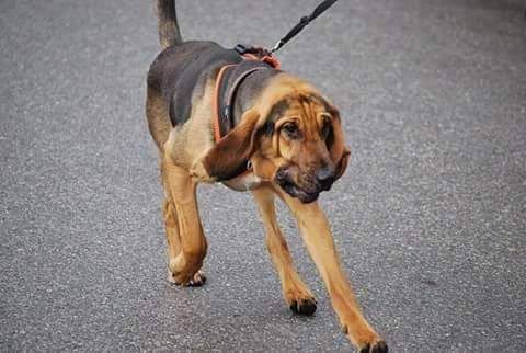 All'Aviosuperficie Boglietto di Costigliole d'Asti arrivano i cani molecolari