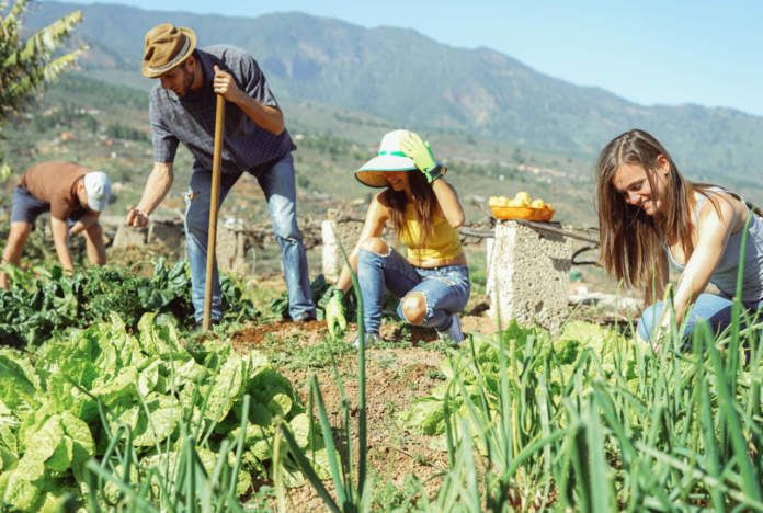 Giovani agricoltori al lavoro