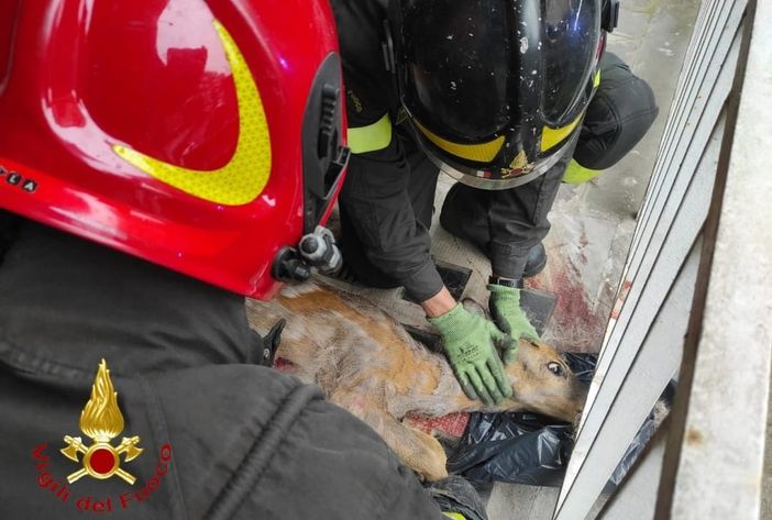 Immagine di archivio di un analogo intervento Immagine di archivio di un analogo intervento