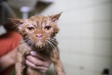 (immagine di repertorio)