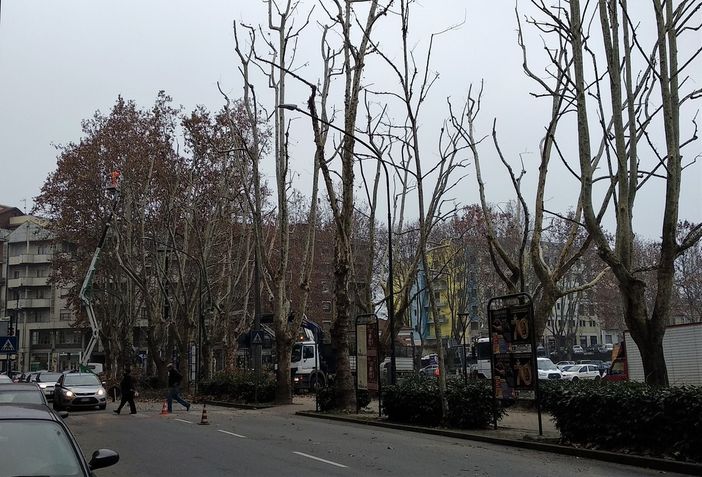 Asti: in corso di svolgimento una serie di rilevanti interventi di potatura