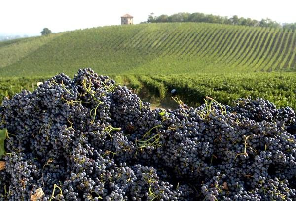 Vino, la soddisfazione di Coldiretti Piemonte: "Aumenta l'export ed è boom per l'enoturismo" Vino, la soddisfazione di Coldiretti Piemonte: "Aumenta l'export ed è boom per l'enoturismo"