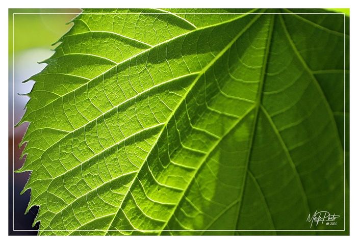 Ph Merfephoto Ph Merfephoto