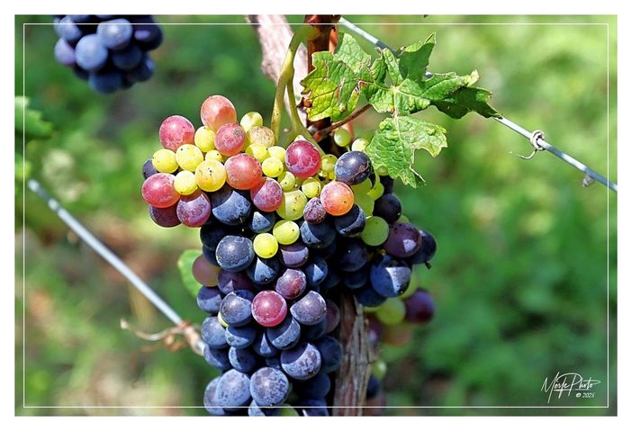 Ph Efrem Zanchettin - Merfephoto