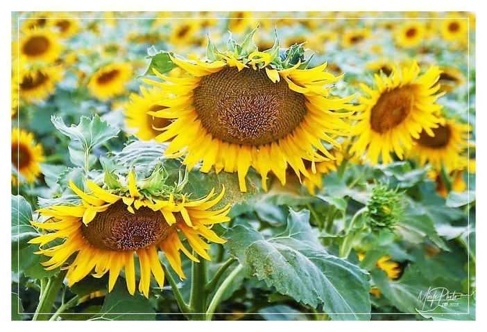 Ph Merfephoto Ph Merfephoto