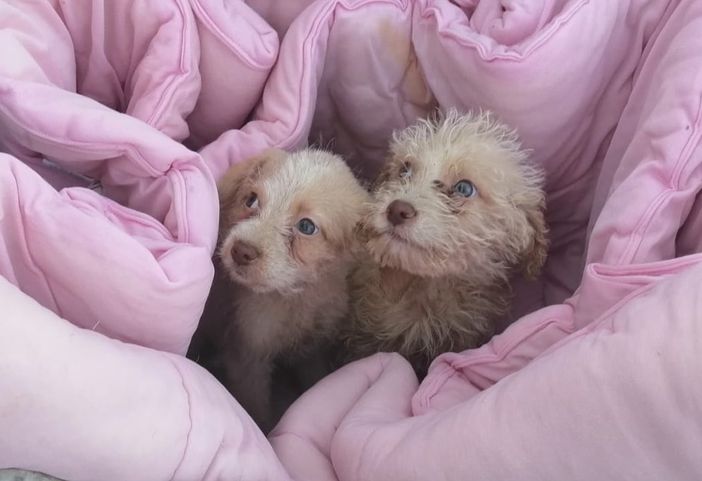 Erano stati chiusi in una scatola e abbandonati. Ora tre cuccioli cercano casa, amore e famiglia